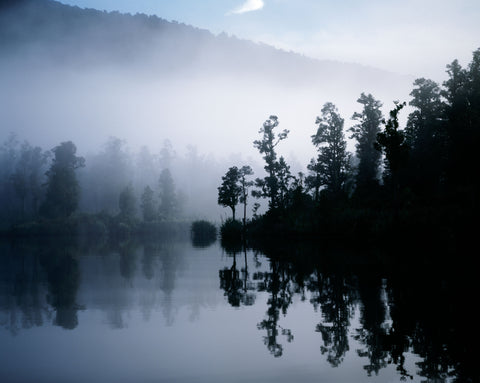 Paringa Mist Forest