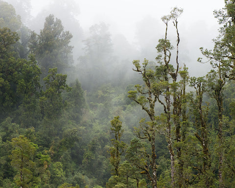 Paringa Forest II