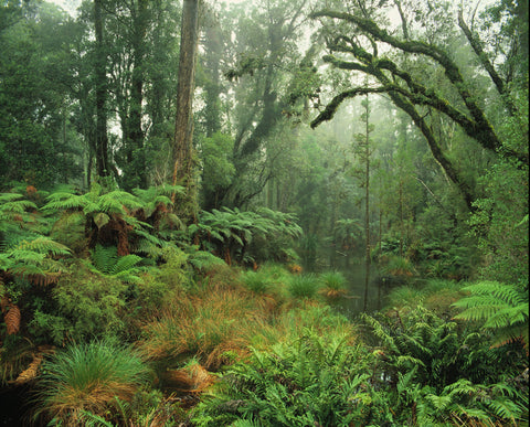 Rainforest, South Westland Greeting Card